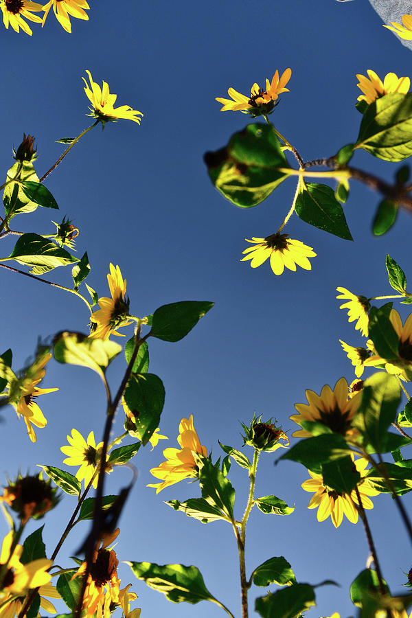 Sunflowers and Blue Sky Photograph by Chance Kafka