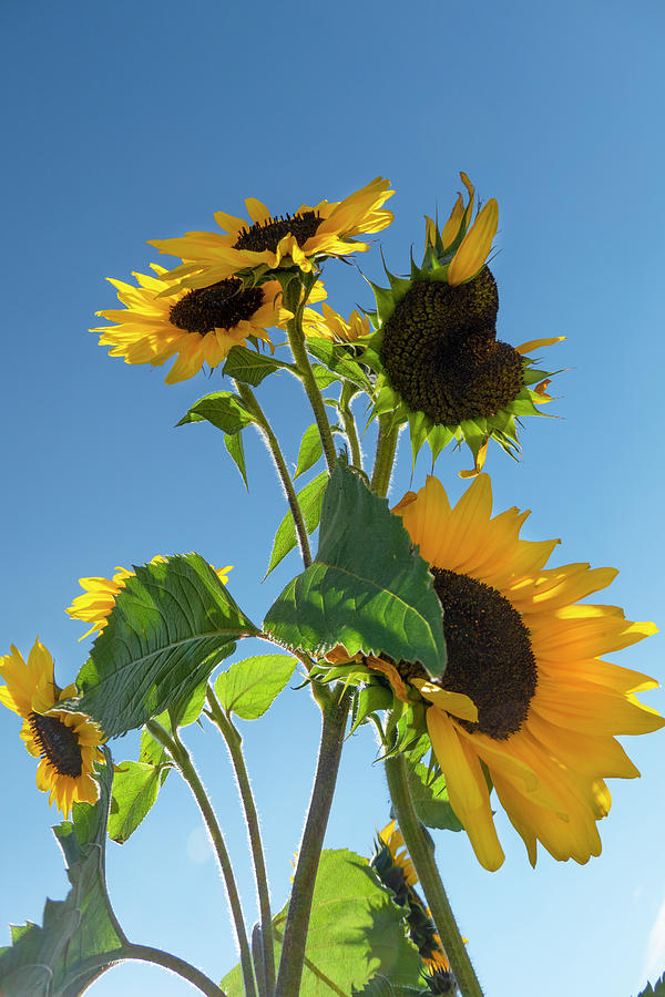 Sunflower Photograph - Sunflowers And Blue Sky by Karen Rispin