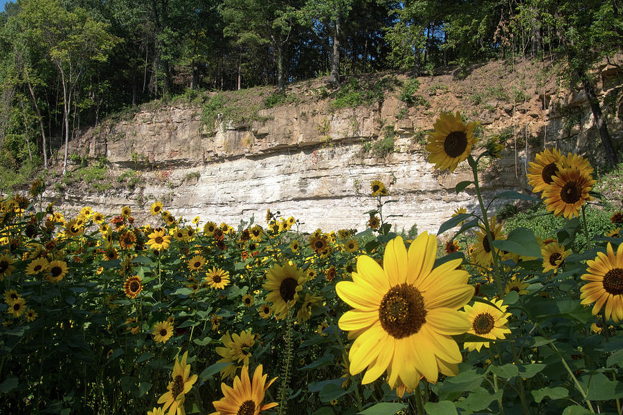 Sunflowers and Bluff Photograph by Steve Stuller