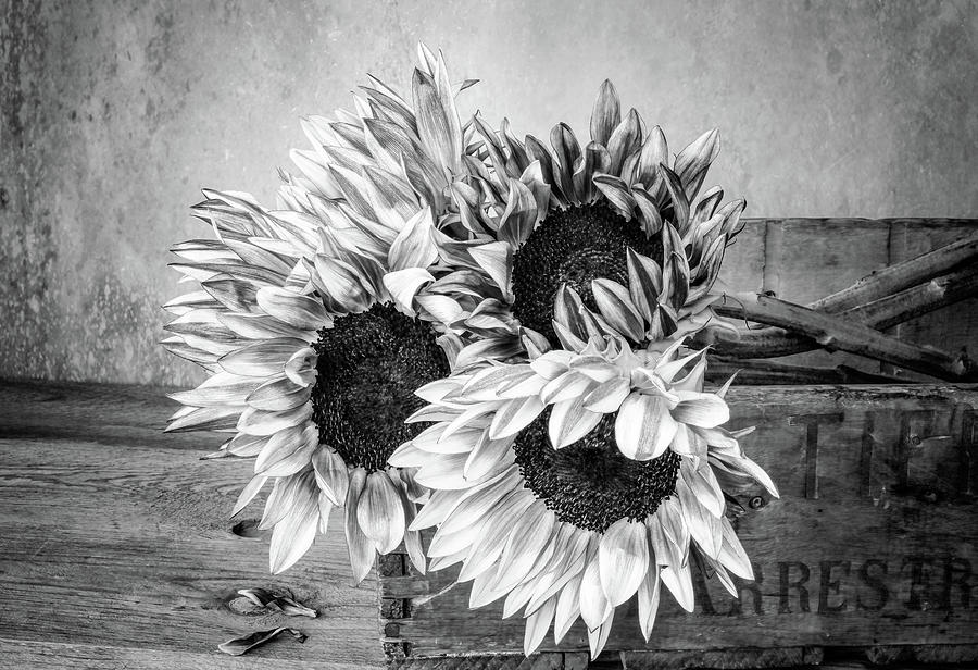 Tool Photograph - Sunflowers and Crate 1 by Connie Carr