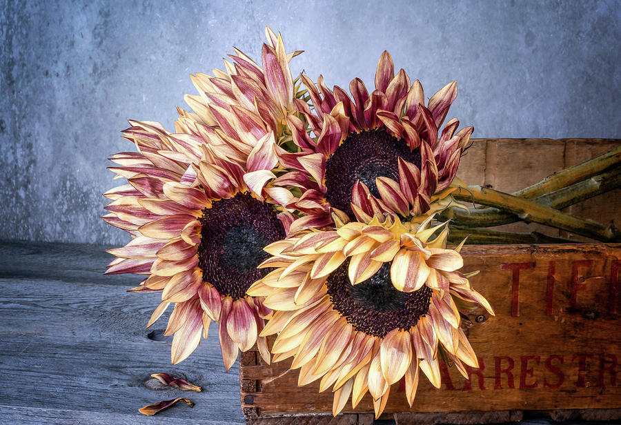 Tool Photograph - Sunflowers and Crate 2 by Connie Carr