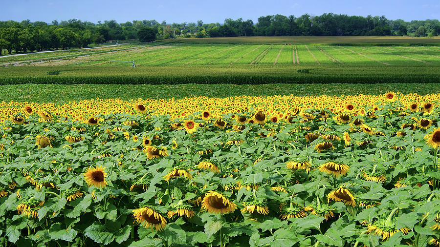 Sunflowers and Fields Photograph by Nikolyn McDonald