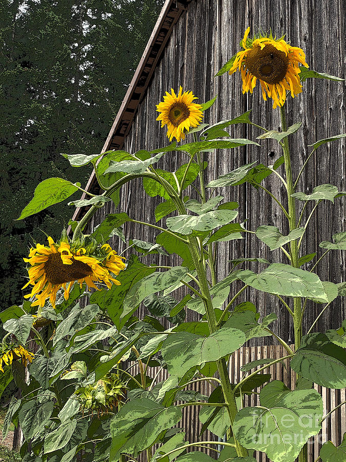 Sunflowers and Old Barn Photograph by Jeanette French