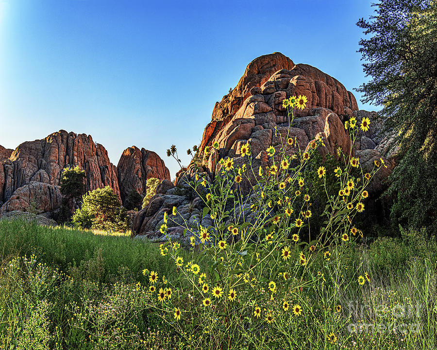 Sunflowers And Red Rock, Watson Lake, Prescott, Arizona Photograph by Don Schimmel