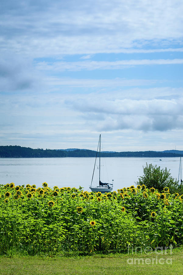 Sunflowers and Sailboat Photograph by Alana Ranney