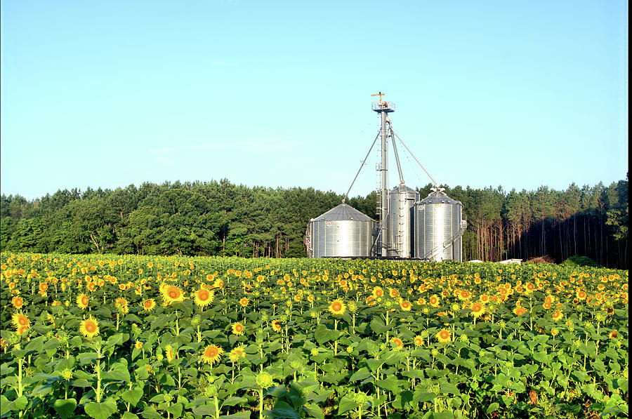 Sunflowers And Silos Photograph by Buddy Scott