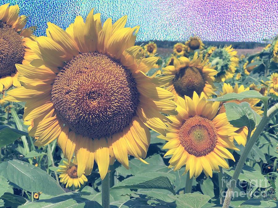 Sunflowers and Sky Photograph by Jenny Revitz Soper