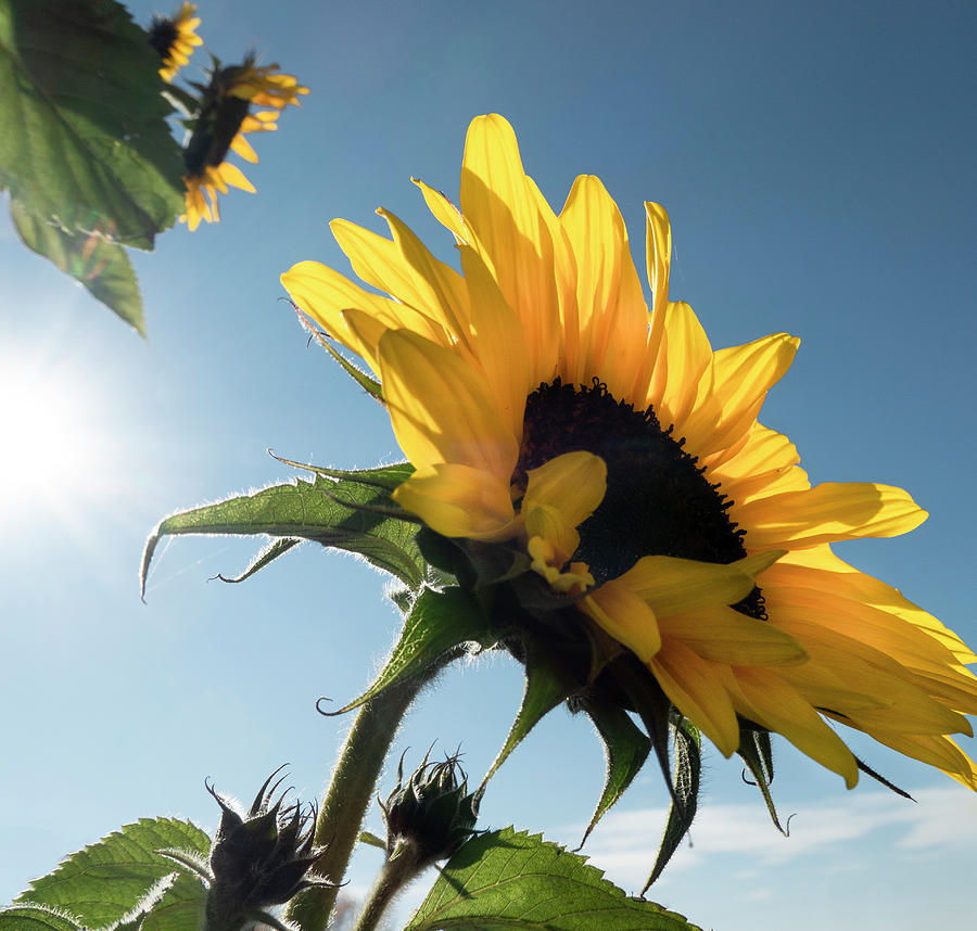 Sunflower Photograph - Sunflowers And Sky by Phil And Karen Rispin
