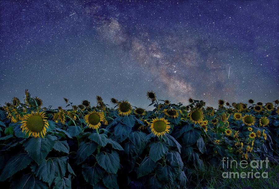 Sunflowers and Stars Photograph by Leslie Wells