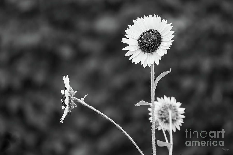 Sunflowers And Stems Grayscale Photograph by Jennifer White