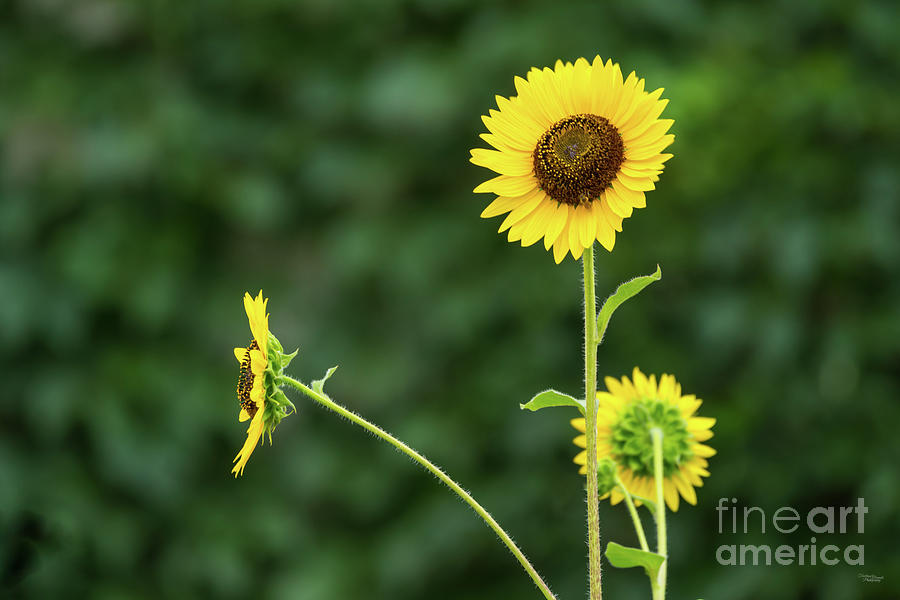 Sunflowers And Stems Photograph by Jennifer White