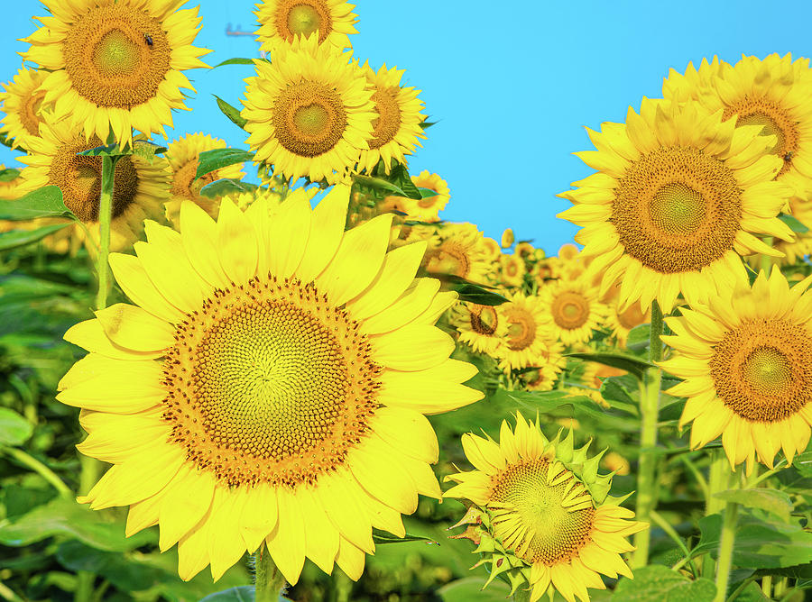 The Sunflower Field Autaugaville Alabama Photograph by Jordan Hill