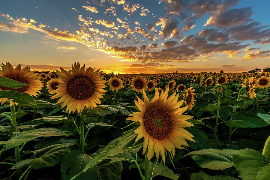 Sunflowers and Sunset Photograph by Andrei Foto - Fine Art America