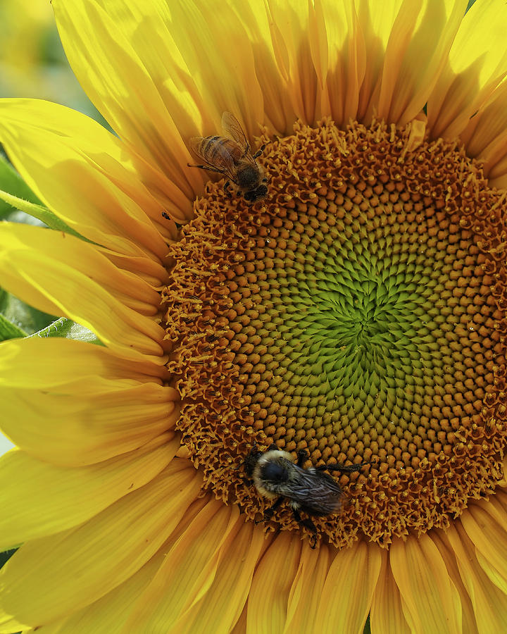 Sunflowers and the busy Bees Photograph by Scott Olsen