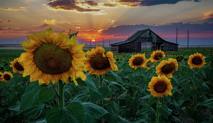 Sunflowers and the Old Barn Photograph by David Soldano