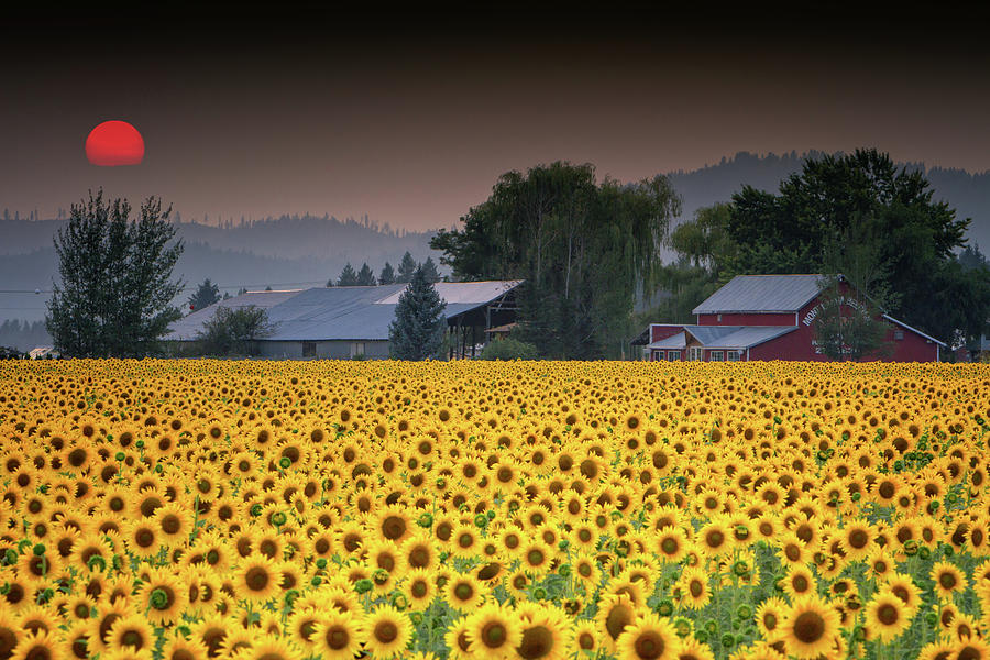 Sunflowers and Wildfire Smoke Photograph by James Richman