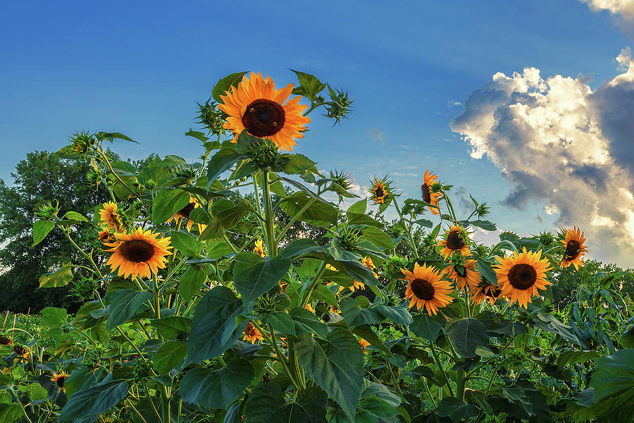 Sunflowers Photograph by Andrew Soundarajan