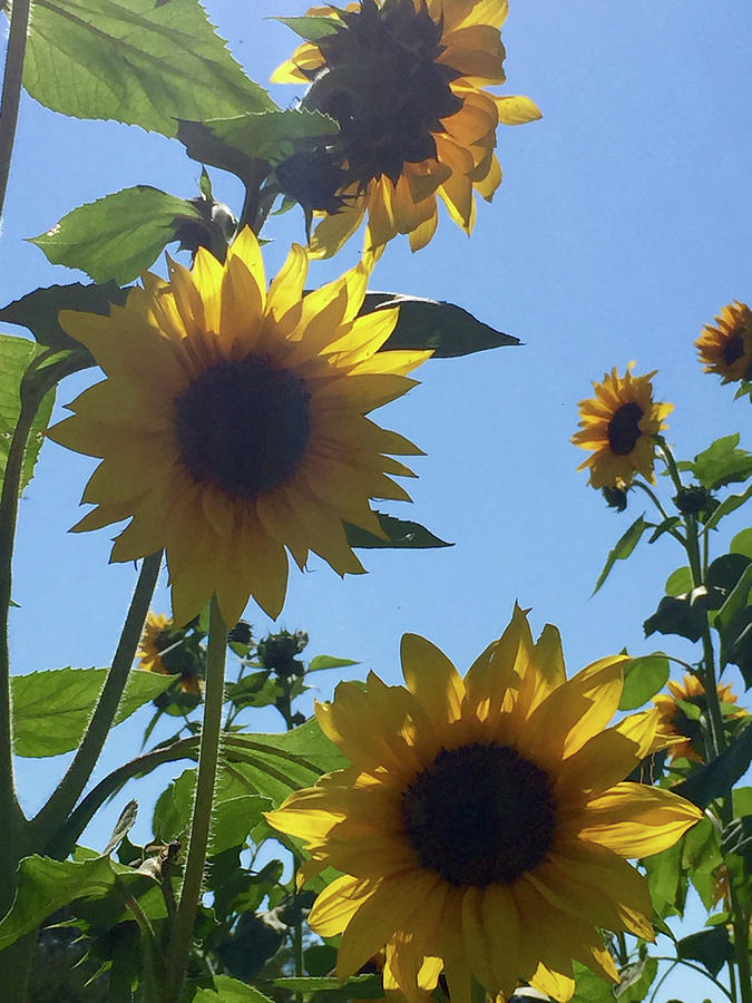 Sunflowers Photograph by Annie Sliman
