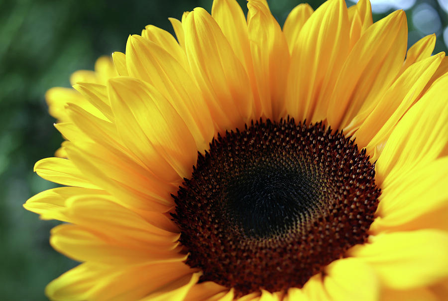 Sunflowers Are Magical And Gorgeous Photograph