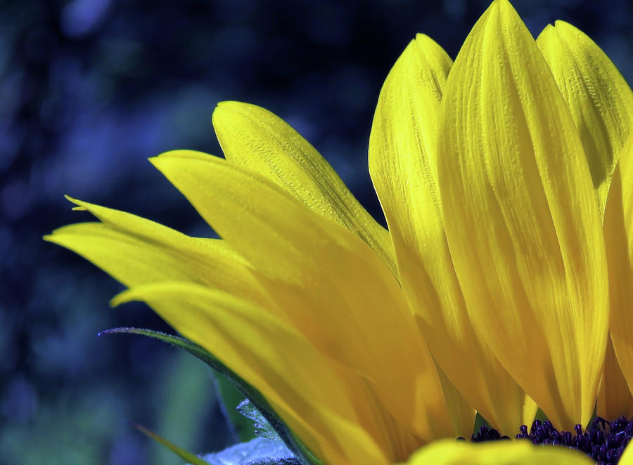 Sunflowers Are Such Joy To The Eye Photograph by Johanna Hurmerinta
