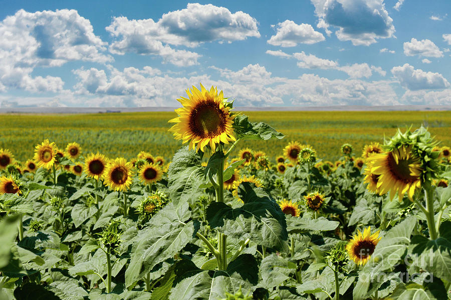 Sunflowers as far as the eye can see in a field in South Dakota on a summers day with mostly blue s Photograph by Gunther Allen