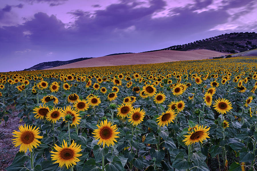 Sunset Photograph - Sunflowers at blue hour.. Spain by Guido Montanes Castillo