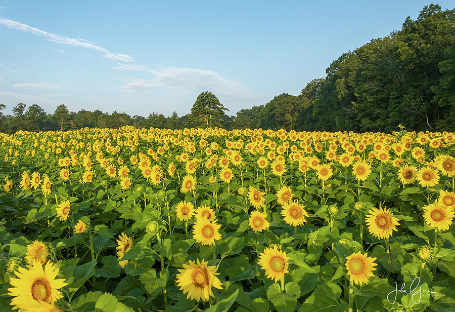 Sunflowers at Coppal House Farm in Lee Photograph by John Gisis Sunflowers at Coppal House Farm in Lee Photograph by John Gisis