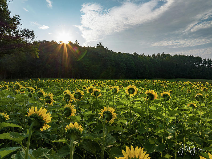 Sunflowers at Coppal House Farm  Photograph by John Gisis