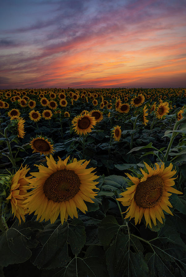 Sunflowers At Dusk Photograph by Aaron J Groen