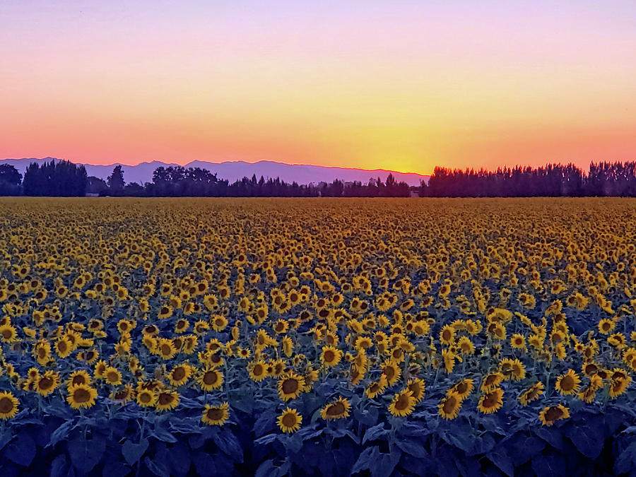 Sunflowers At Sundown Photograph