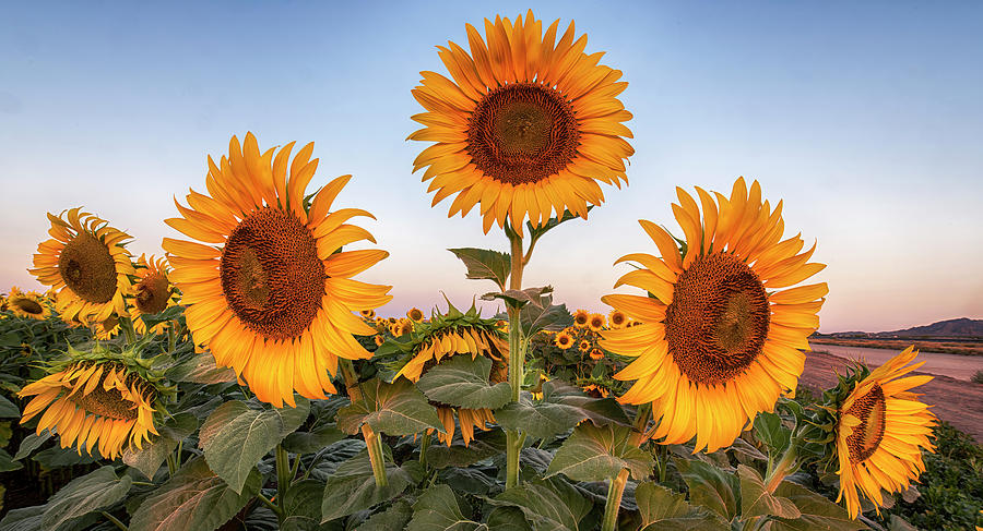 Sunflowers at Sunrise Photograph by Dave Dilli