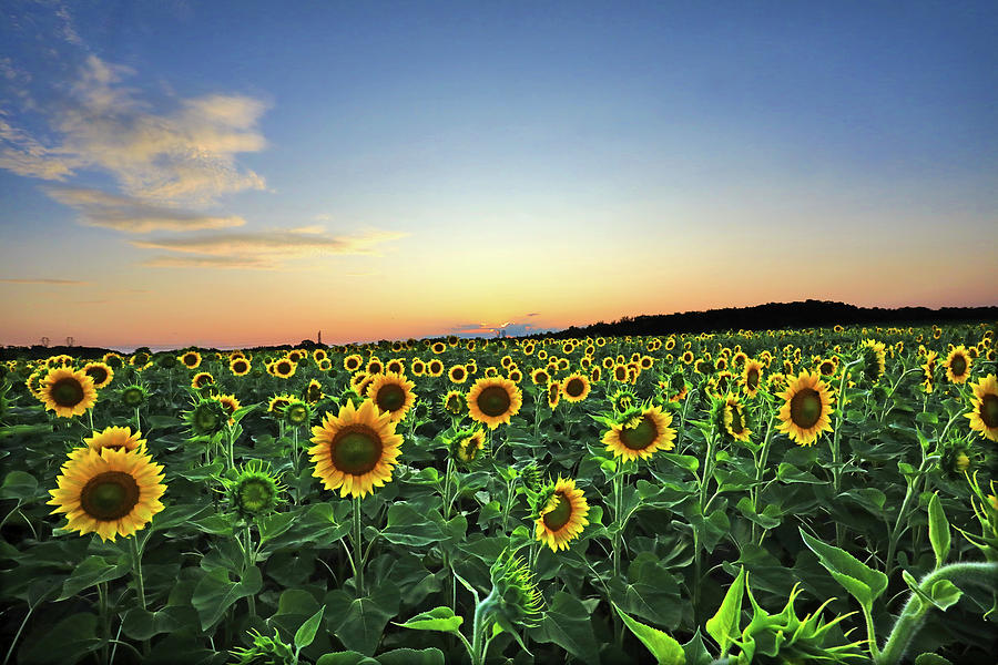 Sunflowers at Sunset - A Virginia Piedmont Impression Photograph by Steve Ember