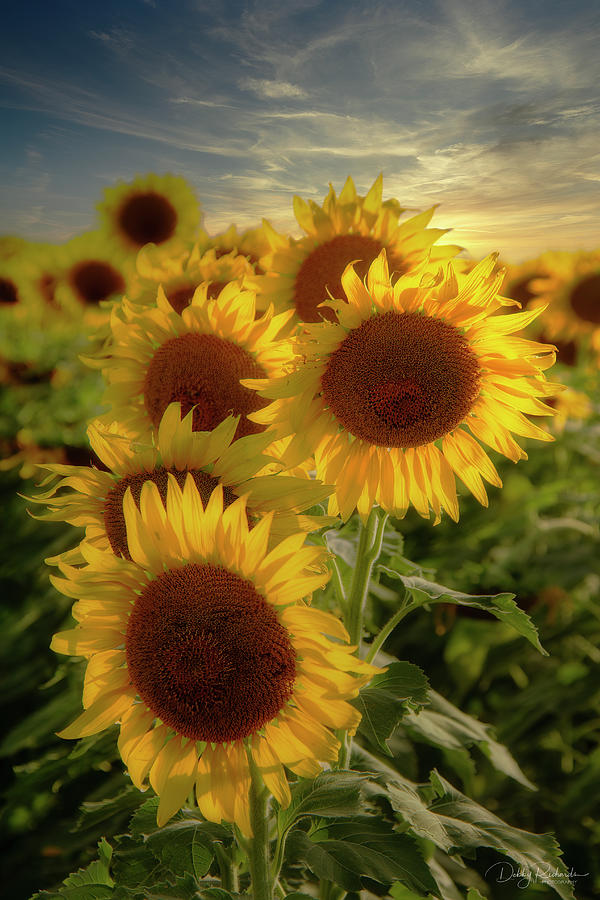 Sunflowers at Sunset Photograph by Debby Richards