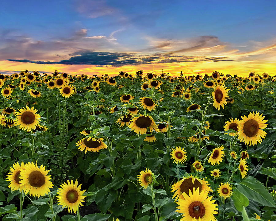 Sunflowers at Sunset Photograph by Harold Rau