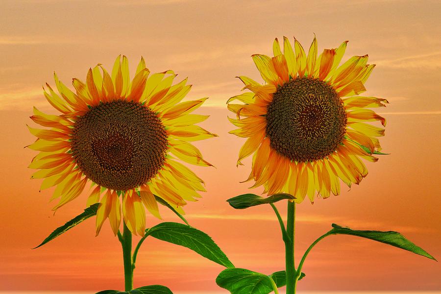 Sunflowers at Sunset Photograph by John Babis