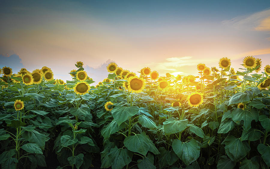 Sunflowers At Sunset Photograph by Jordan Hill