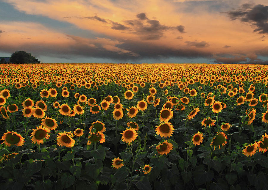 Sunflowers in a Colorado Sunset Photograph by Julie Bellitt - Fine Art ...