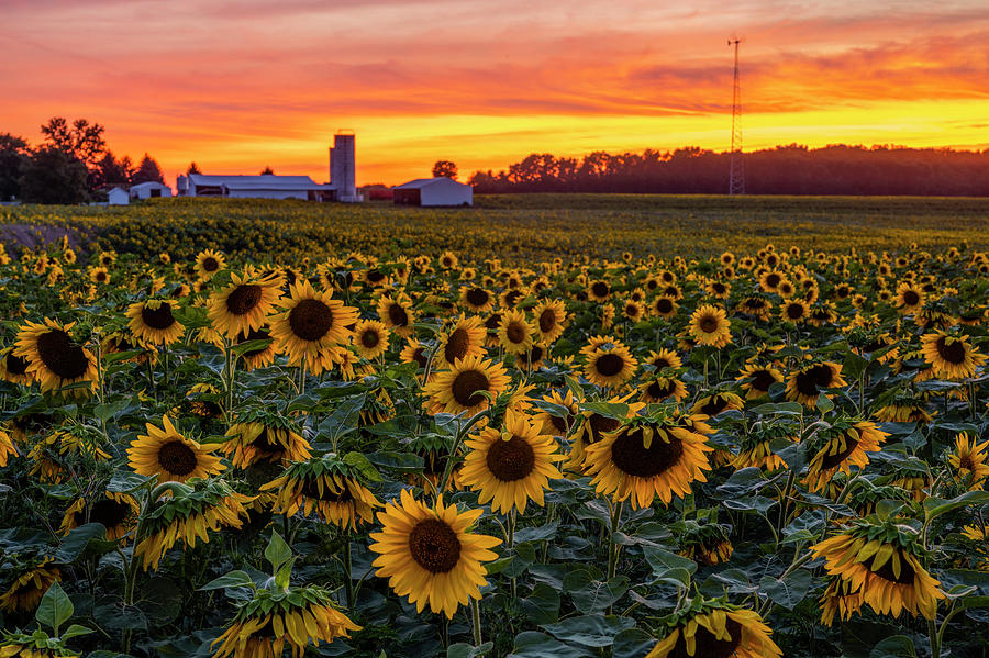 Sunflowers at sunset Photograph by Mark Papke