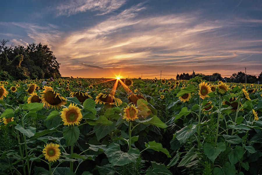 Sunflowers at Sunset Photograph by Mary Courtney