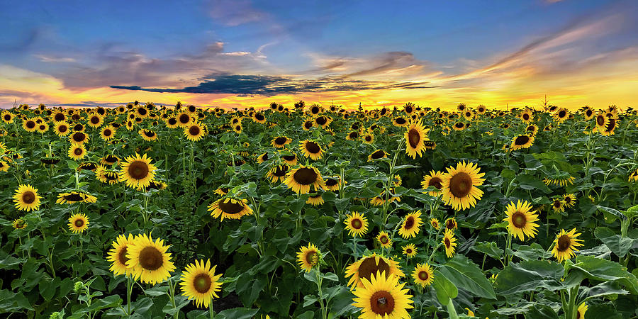Sunflowers at Sunset -Panorama Photograph by Harold Rau