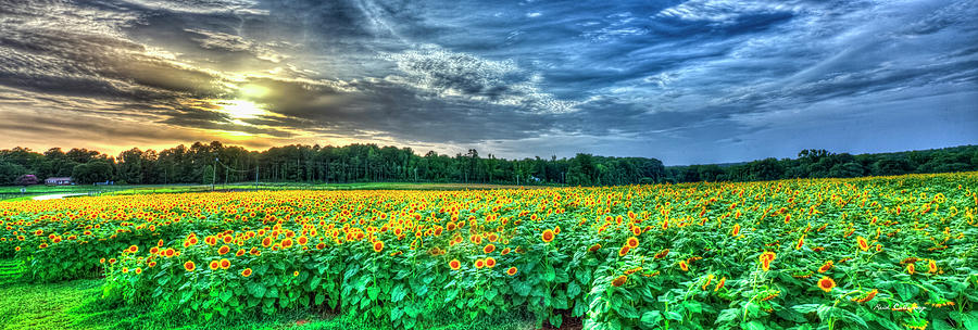Sunflowers At Sunset Panorama Uga Agricultural Farming Landscape Art Photograph