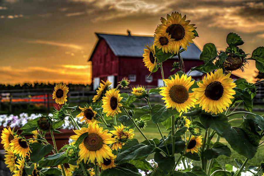 Sunflowers At Sunset Photograph by Ray Congrove
