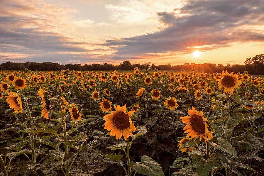 Sunflowers At Sunset Photograph