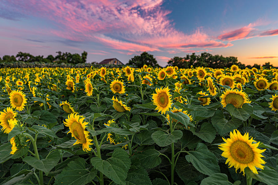 Flower Photograph - Sunflowers at Sunset by Don Hoekwater Photography