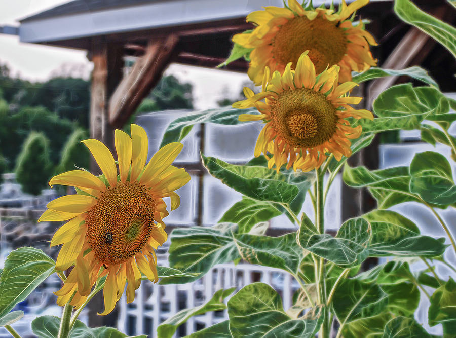 Sunflowers at the Marina Photograph by Cordia Murphy