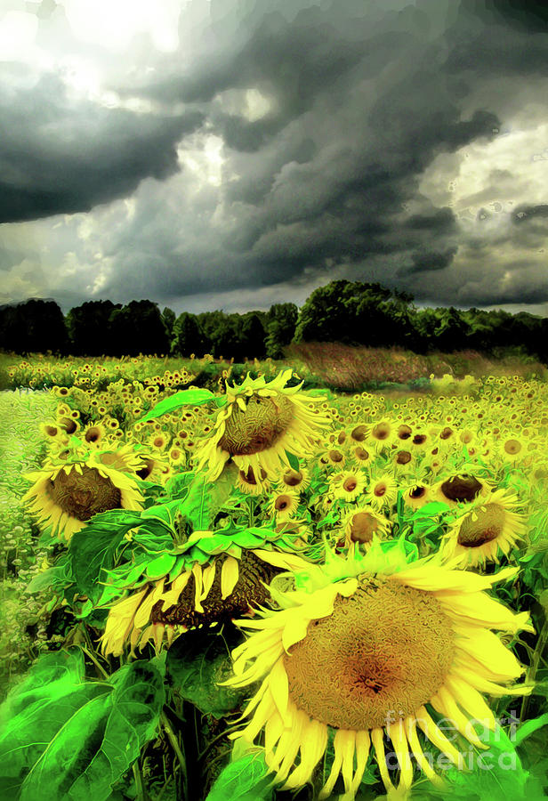 Sunflowers, August storm Photograph by Gina Signore