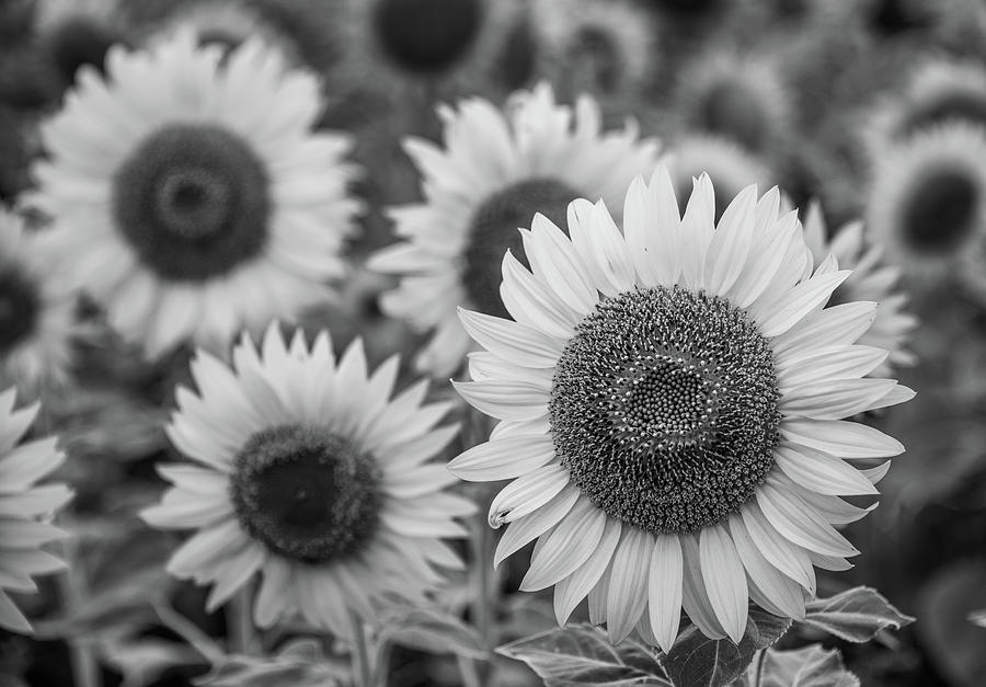 Sunflowers, Black and White Photograph by Marcy Wielfaert