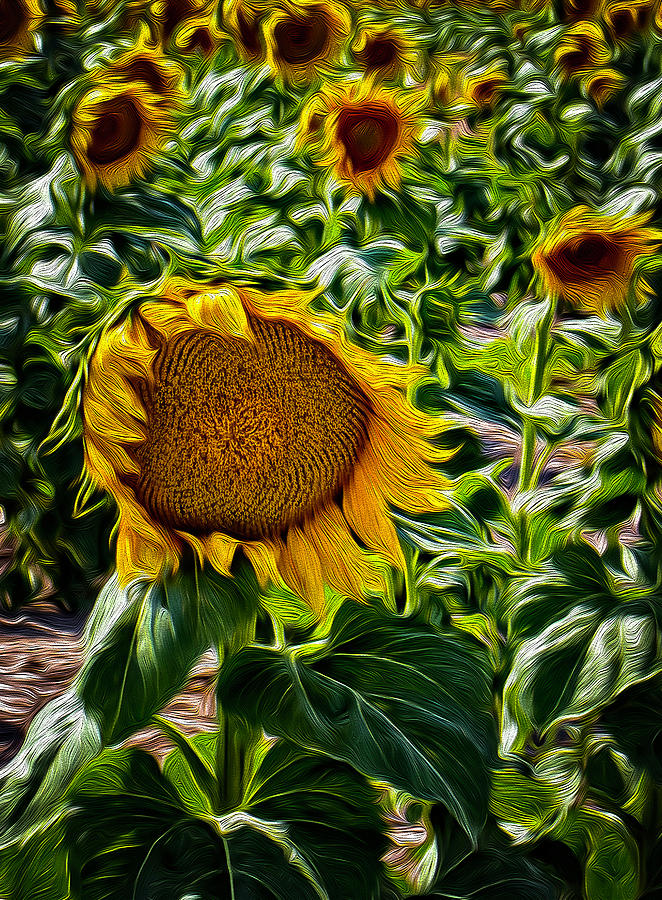 Sunflowers Bliss Digital Art by Michael Gross
