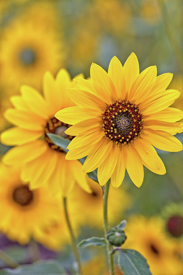 Sunflowers Photograph by Bob Falcone