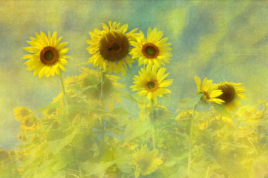 Sunflowers Bright Photograph by Ann Bridges